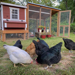 OverEZ® Medium Chicken Coop Kit (up to 10 chickens)