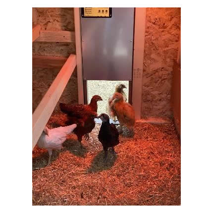 OverEZ® Automatic Chicken Coop Door